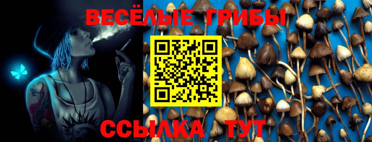 Псилоцибиновые грибы Psilocybine cubensis Вязники